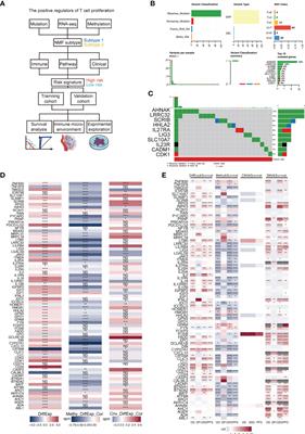 Positive regulators of T cell functions as predictors of prognosis and microenvironment characteristics of low-grade gliomas